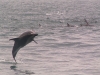 pic_dolphins_000.jpg