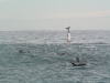 pic_dolphins_001.jpg