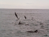 pic_dolphins_003.jpg